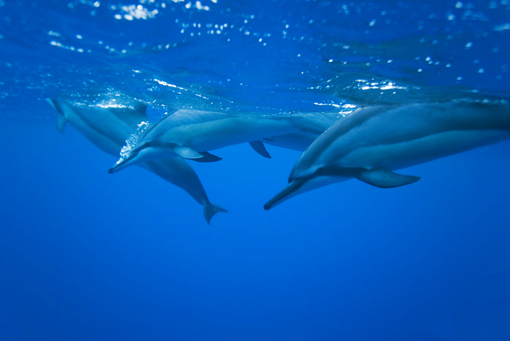 Hawaiian Spinner Dolphin pod (Stenella longirostris) underwater in Honolua Bay off the northwest coast of Maui, Hawaii, USA, Pacific Ocean