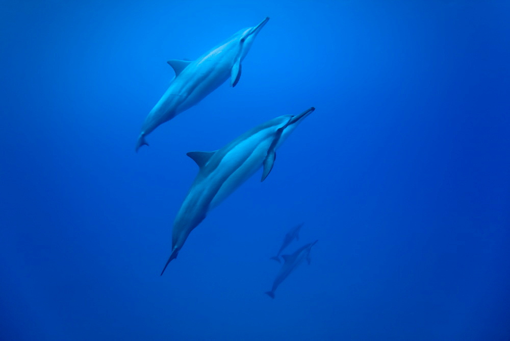 Hawaiian Spinner Dolphin pod (Stenella longirostris) underwater in Honolua Bay off the northwest coast of Maui, Hawaii, USA, Pacific Ocean