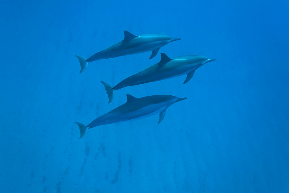 Hawaiian Spinner Dolphin pod (Stenella longirostris) underwater in Honolua Bay off the northwest coast of Maui, Hawaii, USA, Pacific Ocean