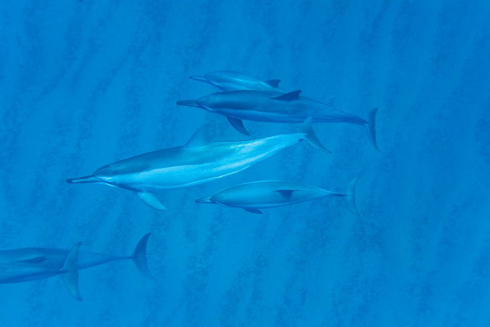 Hawaiian Spinner Dolphin pod (Stenella longirostris) underwater in Honolua Bay off the northwest coast of Maui, Hawaii, USA, Pacific Ocean