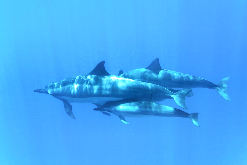 Hawaiian Spinner Dolphin pod (Stenella longirostris) underwater in Honolua Bay off the northwest coast of Maui, Hawaii, USA, Pacific Ocean