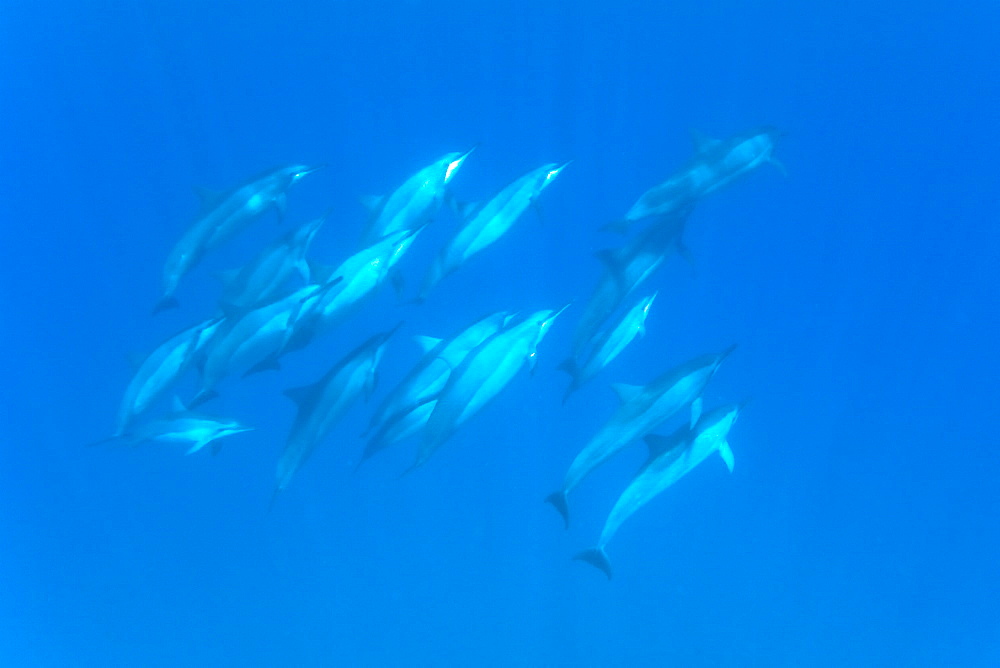 Hawaiian Spinner Dolphin pod (Stenella longirostris) underwater in Honolua Bay off the northwest coast of Maui, Hawaii, USA, Pacific Ocean