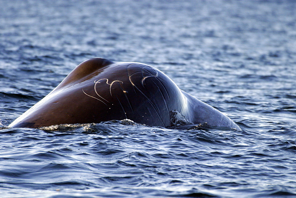 Adult Sperm Whale bull (Physeter macrocephalus) surfacing (note tooth rake marks on melon) in the upper Gulf of California (Sea of Cortez), Mexico.