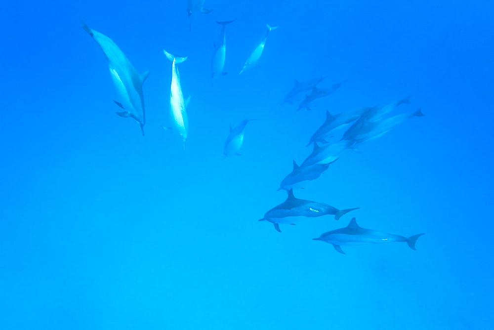 Hawaiian Spinner Dolphin pod (Stenella longirostris) underwater in Honolua Bay off the northwest coast of Maui, Hawaii, USA, Pacific Ocean