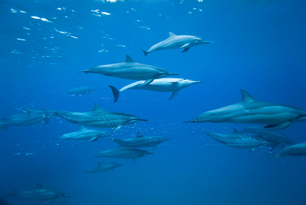 Hawaiian Spinner Dolphin pod (Stenella longirostris) underwater in Honolua Bay off the northwest coast of Maui, Hawaii, USA, Pacific Ocean