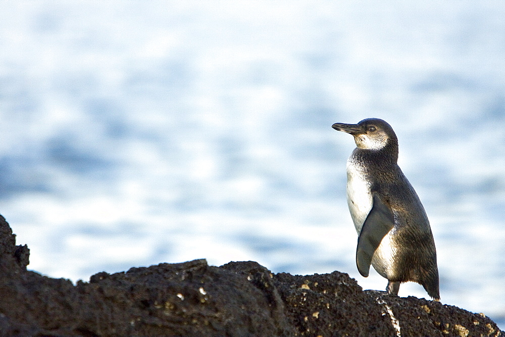 Adult Galapagos penguin (Spheniscus mendiculus) in the Galapagos Island Group, Ecuador