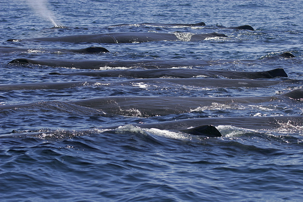 Adult Sperm Whales (Physeter macrocephalus) logging on the surface. Upper Gulf of California (Sea of Cortez), Mexico.