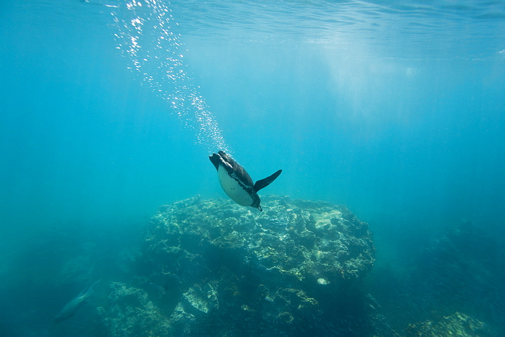 Adult Galapagos penguin (Spheniscus mendiculus) foraging underwater on small baitfish in the Galapagos Island Group, Ecuador