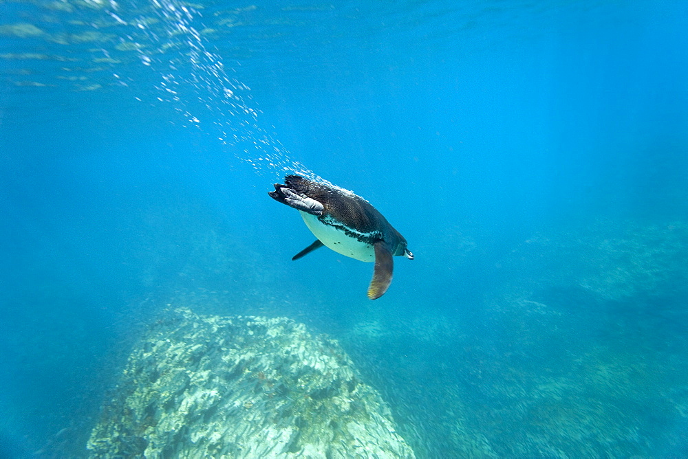 Adult Galapagos penguin (Spheniscus mendiculus) foraging underwater on small baitfish in the Galapagos Island Group, Ecuador