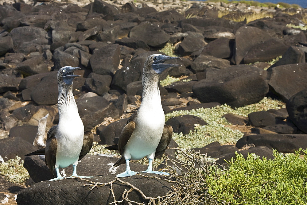 Blue-footed booby (Sula nebouxii) pair nesting in the Galapagos Island Group, Ecuador. The Galapagos are a nesting and breeding area for blue-footed boobies.