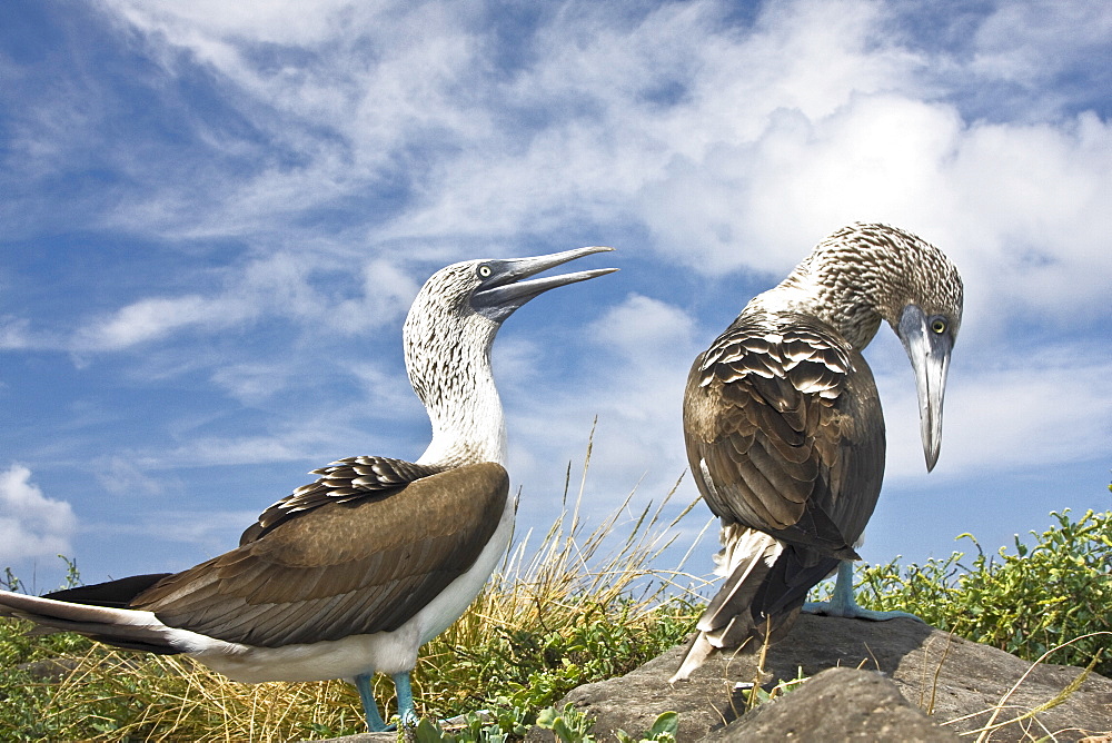 Blue-footed booby (Sula nebouxii) pair on Punta Suarez on Espanola Island in the Galapagos Island Group, Ecuador. The Galapagos are a nesting and breeding area for blue-footed boobies.