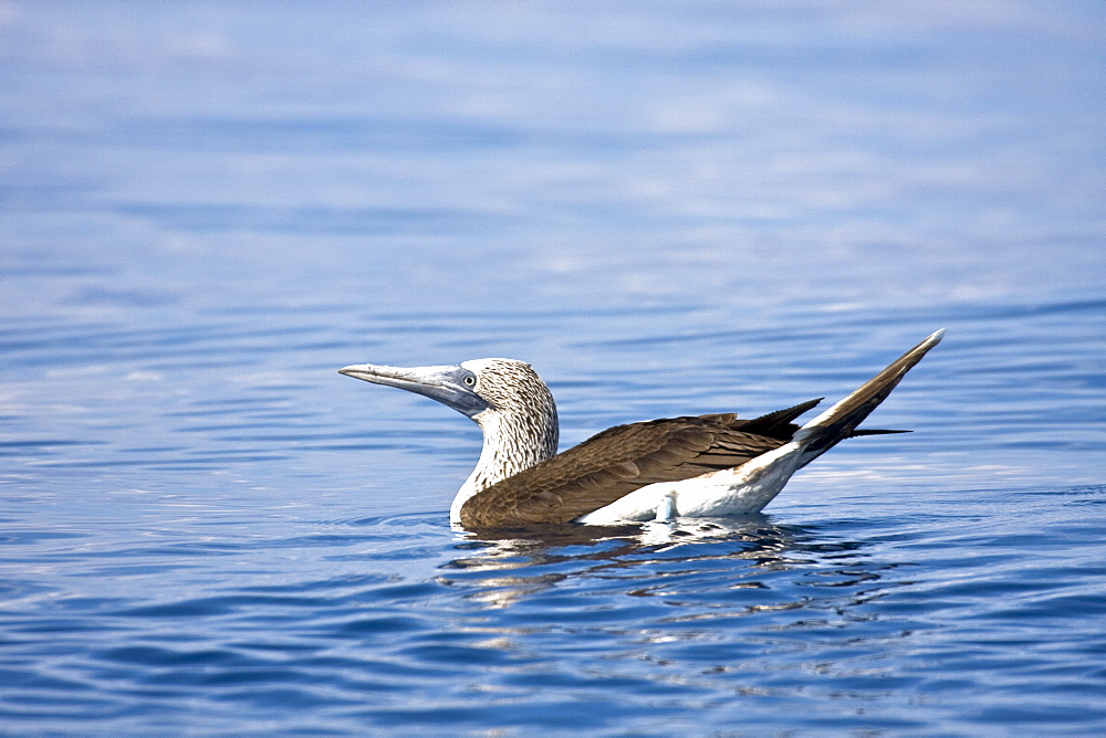 Blue-footed booby (Sula nebouxii) resting on the ocean in the Galapagos Island Group, Ecuador. The Galapagos are a nesting and breeding area for blue-footed boobies.