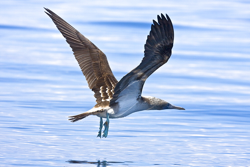 Blue-footed booby (Sula nebouxii) in flight in the Galapagos Island Group, Ecuador. The Galapagos are a nesting and breeding area for blue-footed boobies.