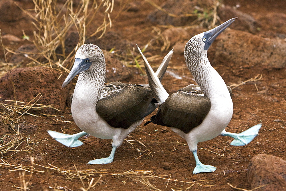 Blue-footed booby (Sula nebouxii) pair in courtship ritual in the Galapagos Island Group, Ecuador. The Galapagos are a nesting and breeding area for blue-footed boobies.