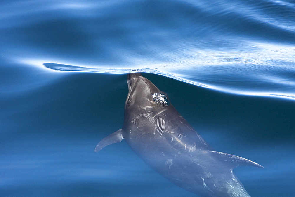 Offshore type bottlenose dolphins (Tursiops truncatus) surfacing in the midriff region of the Gulf of California (Sea of Cortez), Baja California Norte, Mexico.