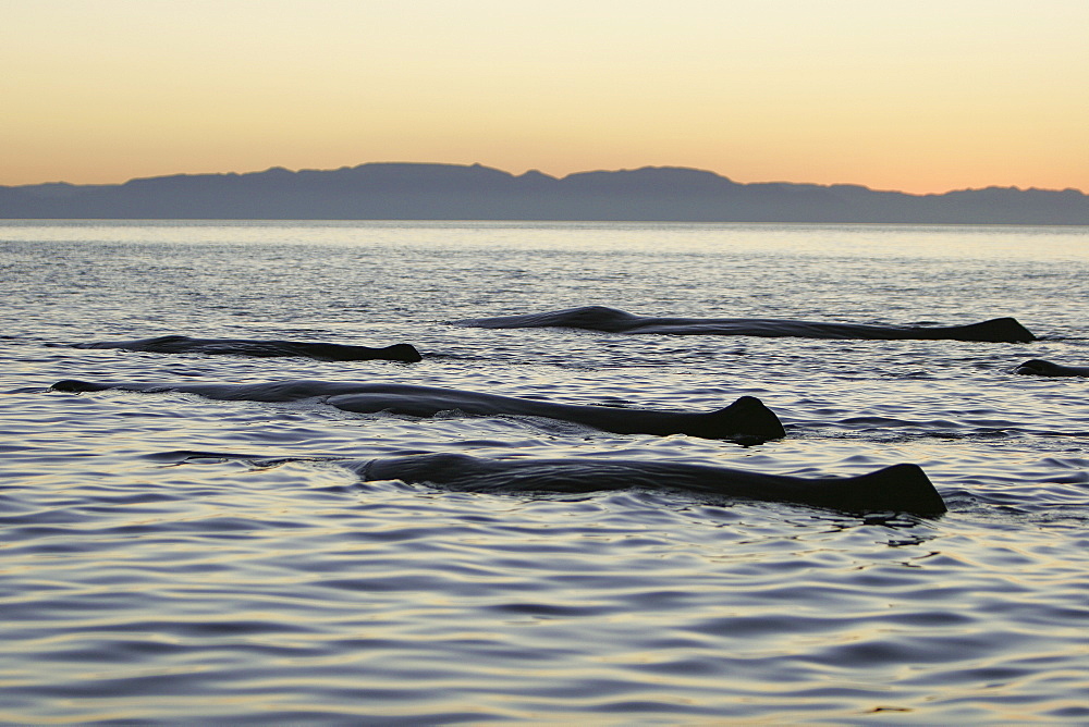 Adult Sperm Whales (Physeter macrocephalus) logging on the surface. Upper Gulf of California (Sea of Cortez), Mexico.
