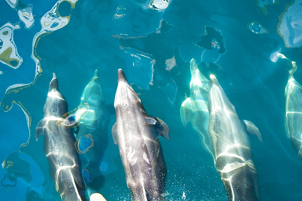 Offshore type bottlenose dolphins (Tursiops truncatus) surfacing in the midriff region of the Gulf of California (Sea of Cortez), Baja California Norte, Mexico.