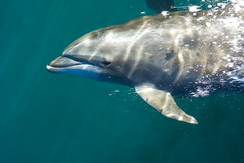 Offshore type bottlenose dolphin pod (Tursiops truncatus) surfacing in the midriff region of the Gulf of California (Sea of Cortez), Baja California Norte, Mexico.