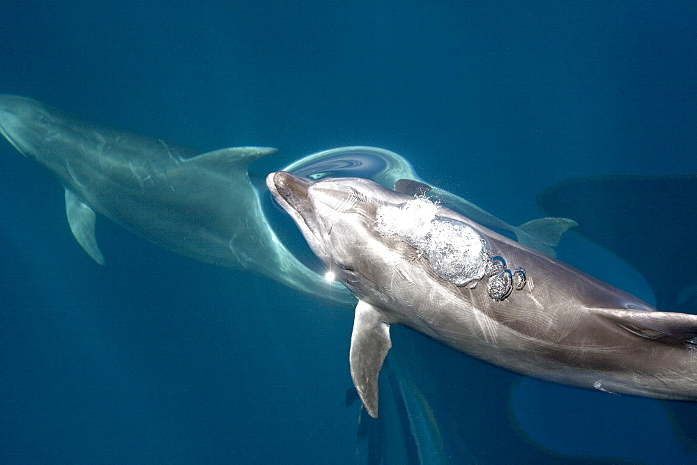 Offshore type bottlenose dolphins (Tursiops truncatus) surfacing in the midriff region of the Gulf of California (Sea of Cortez), Baja California Norte, Mexico.