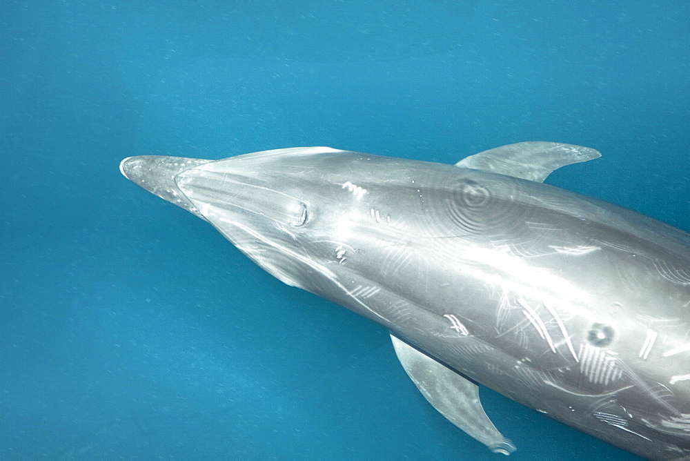 Offshore type bottlenose dolphins (Tursiops truncatus) surfacing in the midriff region of the Gulf of California (Sea of Cortez), Baja California Norte, Mexico.