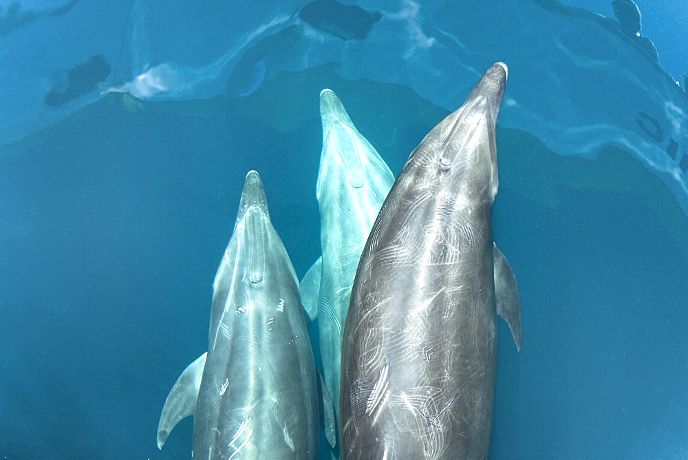 Offshore type bottlenose dolphins (Tursiops truncatus) surfacing in the midriff region of the Gulf of California (Sea of Cortez), Baja California Norte, Mexico.