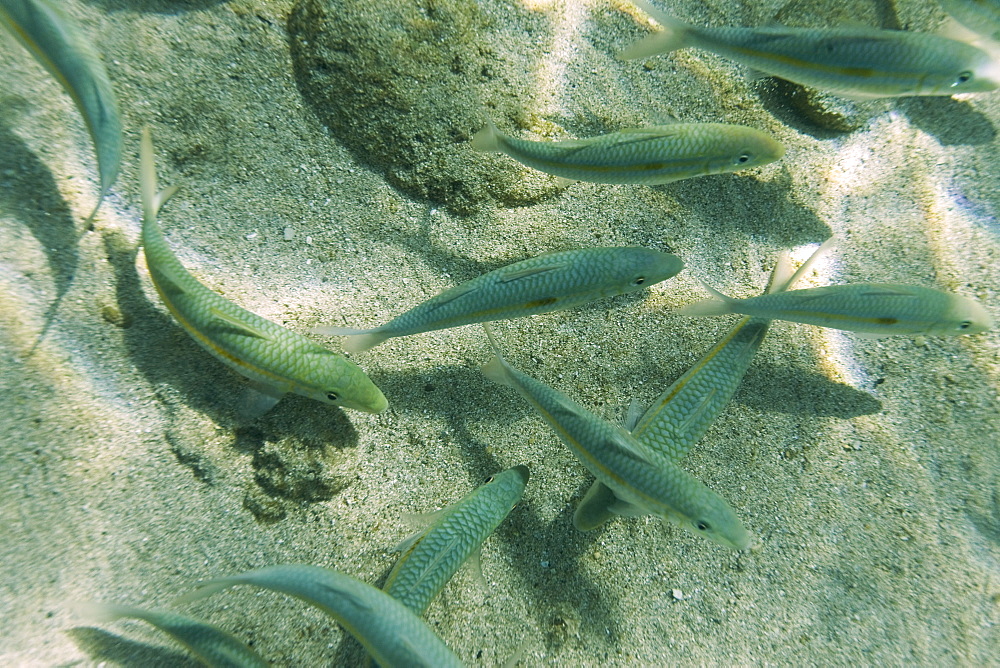 Underwater Scenes in Honolua Bay on the northwest side of Maui, Hawaii, USA. Pacific Ocean.