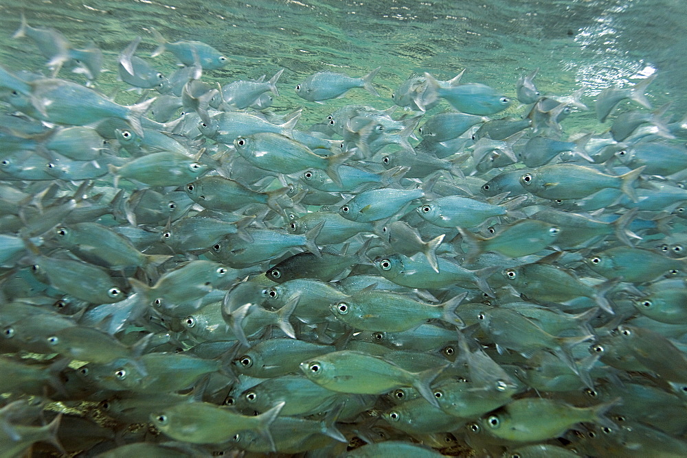 Underwater Scenes in Honolua Bay on the northwest side of Maui, Hawaii, USA. Pacific Ocean.