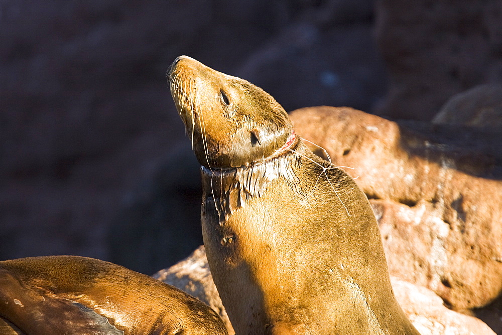 California Sea Lion (Zalophus californianus)  at Los Islotes (the islets) just outside of La Paz, Baja California Sur in the Gulf of California (Sea of Cortez), Mexico.