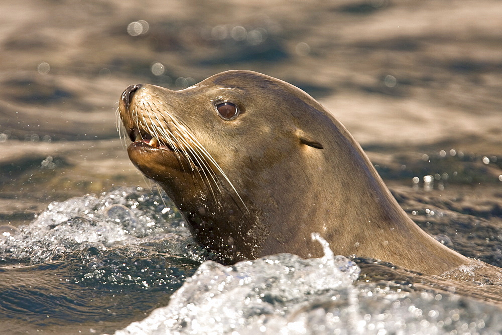 California Sea Lion (Zalophus californianus)  at Los Islotes (the islets) just outside of La Paz, Baja California Sur in the Gulf of California (Sea of Cortez), Mexico.