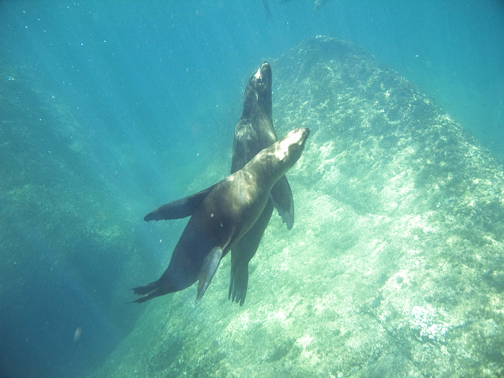 California Sea Lion (Zalophus californianus)  at Los Islotes (the islets) just outside of La Paz, Baja California Sur in the Gulf of California (Sea of Cortez), Mexico.