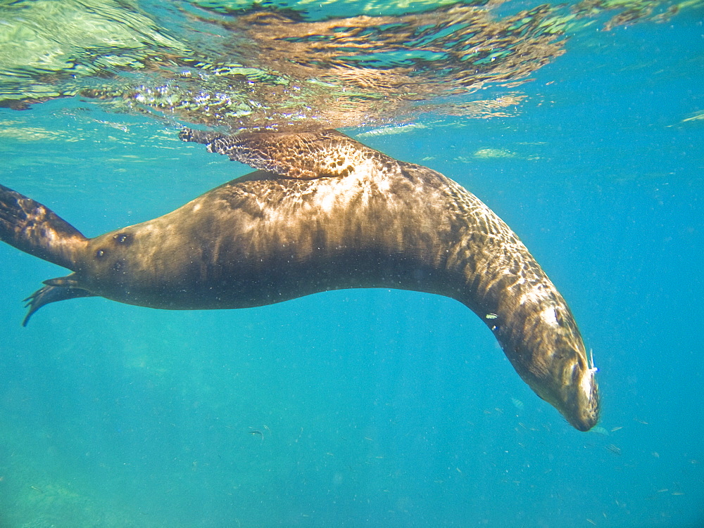 California Sea Lion (Zalophus californianus)  at Los Islotes (the islets) just outside of La Paz, Baja California Sur in the Gulf of California (Sea of Cortez), Mexico.