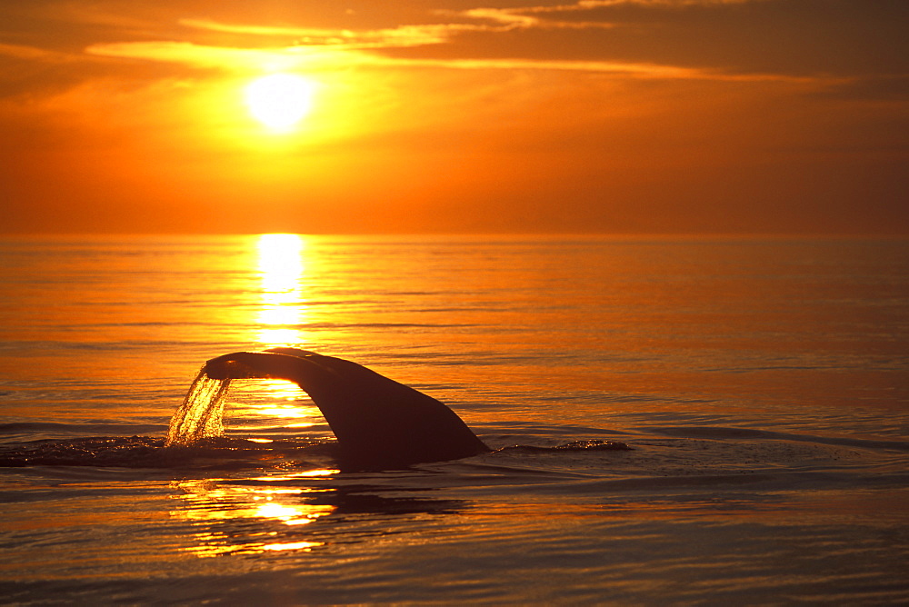 Adult Sperm Whale (Physeter macrocephalus) fluke-up dive at sunset in the mid-riff region of the Gulf of California (Sea of Cortez), Mexico.
(Restricted Resolution - pls contact us)