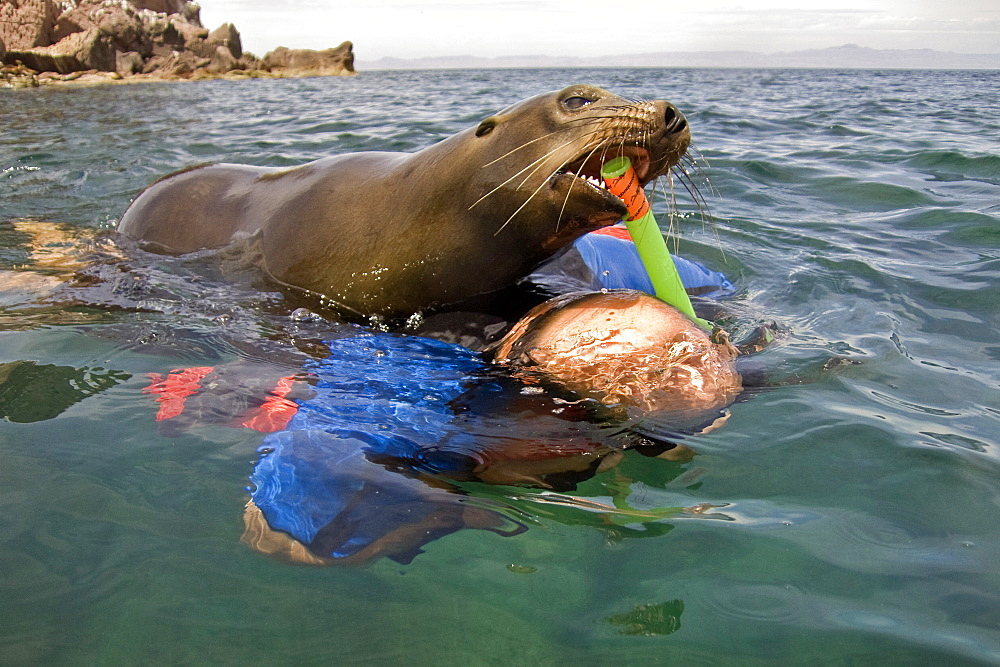 Lindblad undersea specialist Carlos Navarro with a playful California sea lion (Zalophus californianus) at Los Islotes, Baja California Sur in the Gulf of California (Sea of Cortez), Mexico