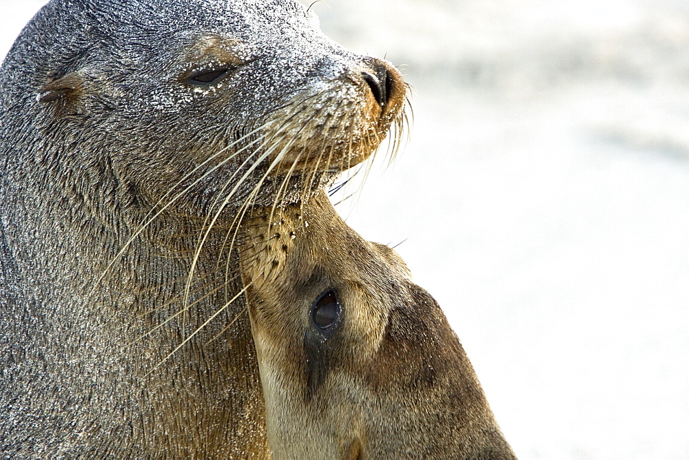 Mother and pup Galapagos sea lions (Zalophus wollebaeki) on the beach at Gardner Bay on Espanola Island in the Galapagos Island Archipeligo, Ecuador. Pacific Ocean.