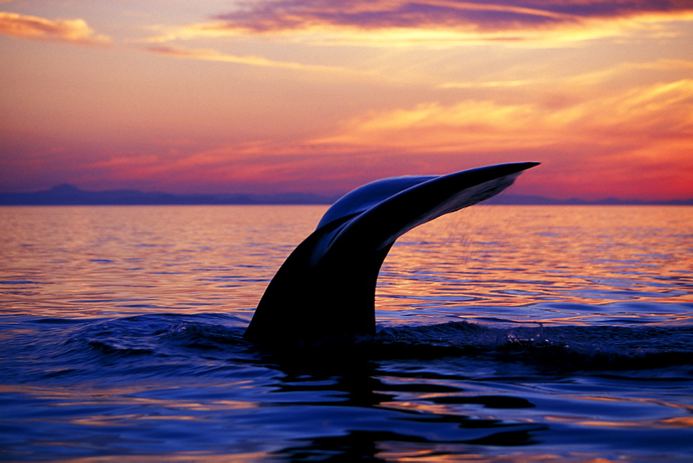 Adult Sperm Whale (Physeter macrocephalus) fluke-up dive at sunset in the mid-riff region of the Gulf of California (Sea of Cortez), Mexico.
(Restricted Resolution - pls contact us)