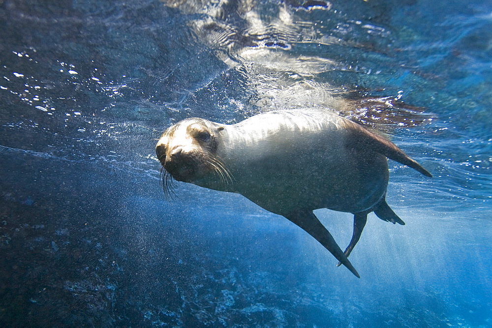 Galapagos sea lion (Zalophus wollebaeki) underwater at Champion Islet near Floreana Island in the Galapagos Island Archipeligo, Ecuador. Pacific Ocean