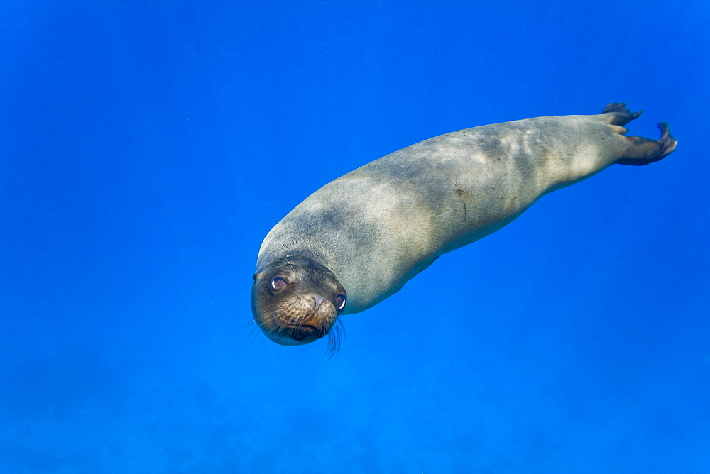 Galapagos sea lion (Zalophus wollebaeki) underwater at Champion Islet near Floreana Island in the Galapagos Island Archipeligo, Ecuador. Pacific Ocean