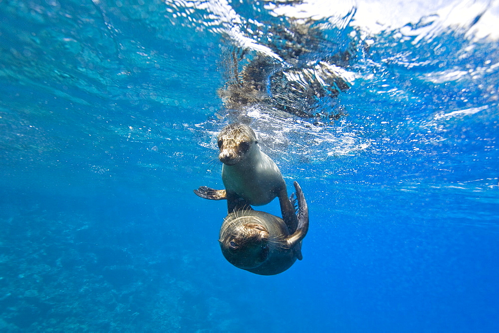 Galapagos sea lions (Zalophus wollebaeki) underwater at Champion Islet near Floreana Island in the Galapagos Island Archipeligo, Ecuador. Pacific Ocean