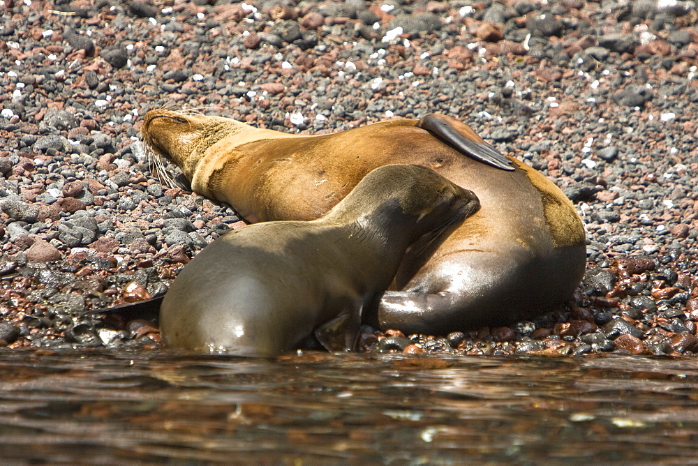 Galapagos sea lion (Zalophus wollebaeki) in Gardner Bay on Espanola Island in the Galapagos Island roup, Ecuador. Pacific Ocean.