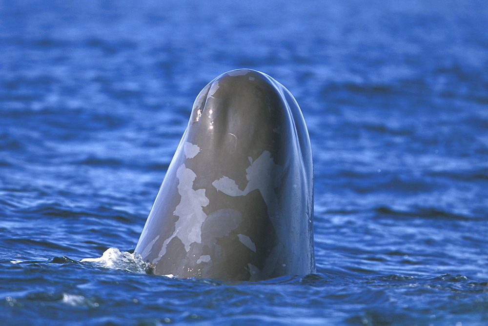 Young Sperm Whale (Physeter macrocephalus) spy-hopping (note the sloughing skin) in the mid-riff region of the Gulf of California (Sea of Cortez), Mexico.