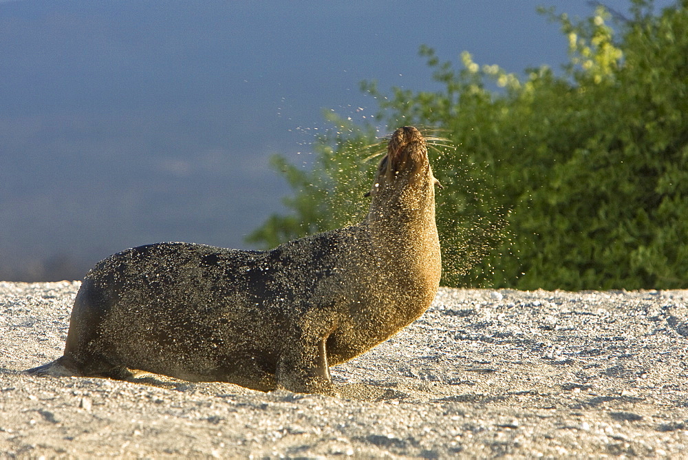 Galapagos sea lion (Zalophus wollebaeki) in Gardner Bay on Espanola Island in the Galapagos Island roup, Ecuador. Pacific Ocean.