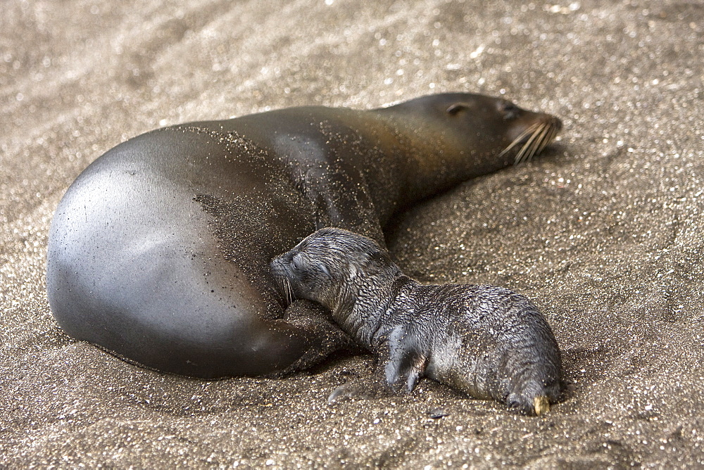 Galapagos sea lion (Zalophus wollebaeki) pup nursing at Puerto Egas on Santiago Island in the Galapagos Island roup, Ecuador. Pacific Ocean.