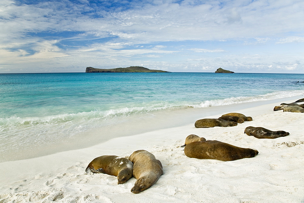 Galapagos sea lions (Zalophus wollebaeki) basking in the sun in Gardner Bay on Espanola Island in the Galapagos Island roup, Ecuador. Pacific Ocean.