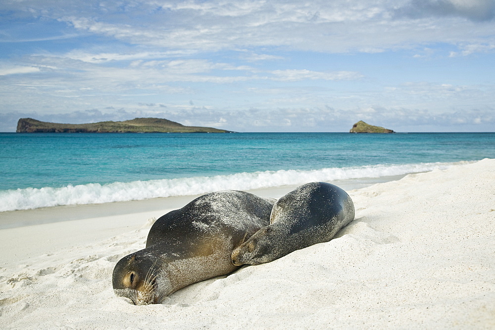 Galapagos sea lions (Zalophus wollebaeki) basking in the sun in Gardner Bay on Espanola Island in the Galapagos Island roup, Ecuador. Pacific Ocean.