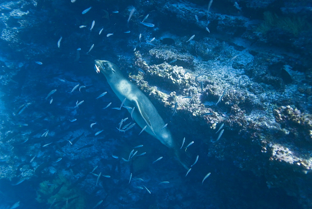 Galapagos sea lion (Zalophus wollebaeki) underwater at Champion Islet, Galapagos Island Archipeligo, Ecuador. Pacific Ocean