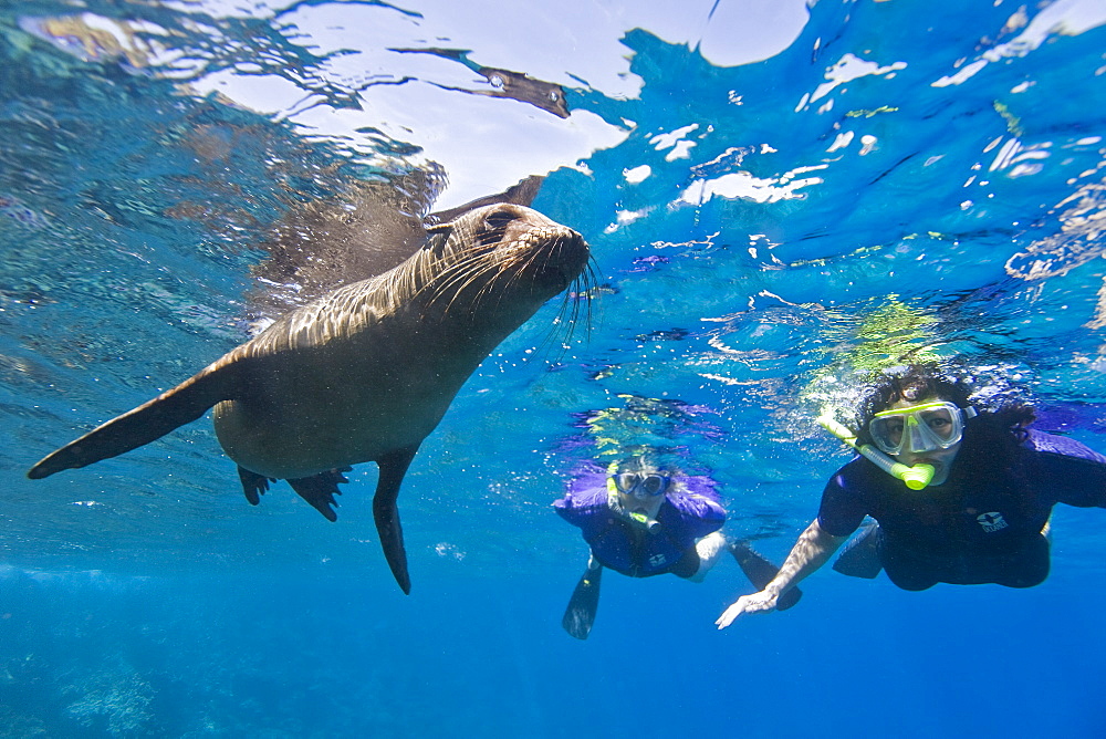 Galapagos sea lion (Zalophus wollebaeki) underwater with snorkelers at Champion Islet near Floreana Island in the Galapagos Island Archipeligo, Ecuador. Pacific Ocean