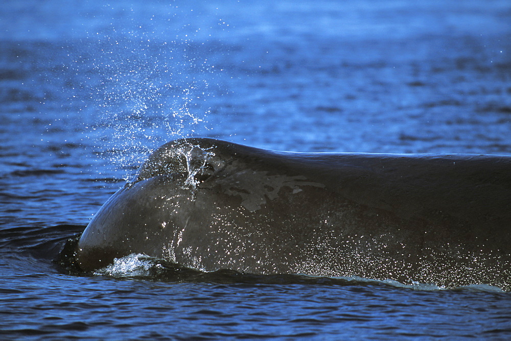 Sperm Whale (Physeter macrocephalus) surfacing in the mid-riff region of the Gulf of California (Sea of Cortez), Mexico.