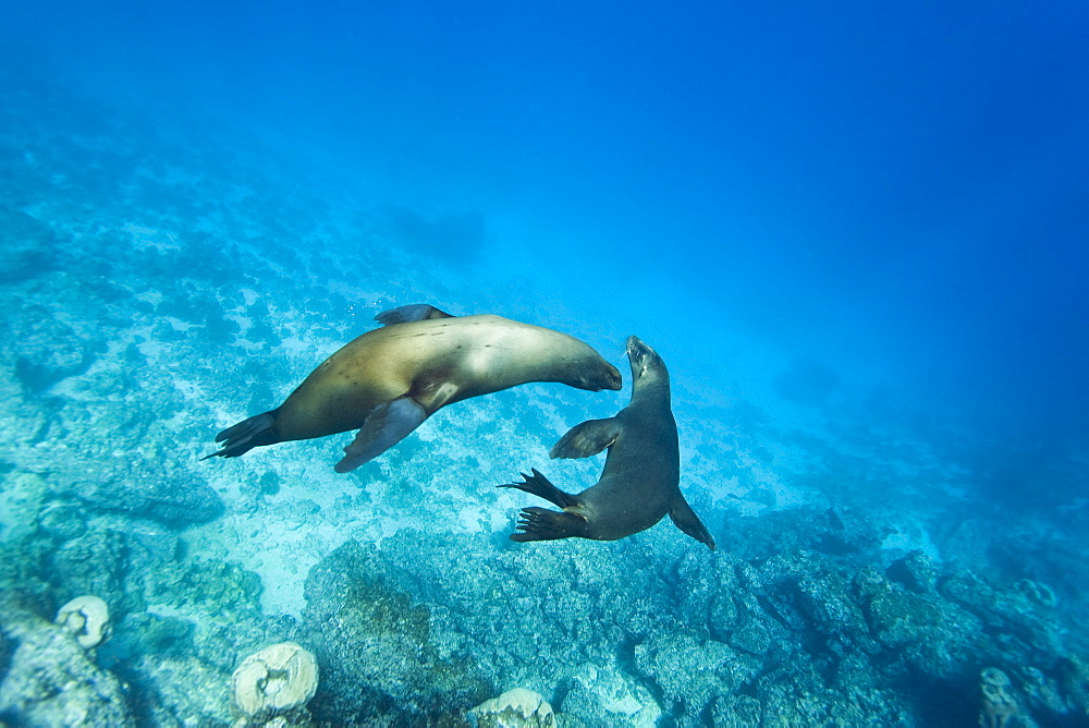 Galapagos sea lions (Zalophus wollebaeki) underwater at Champion Islet near Floreana Island in the Galapagos Island Archipeligo, Ecuador, Pacific Ocean