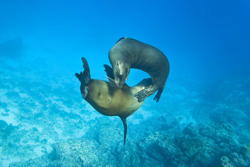 Galapagos sea lions (Zalophus wollebaeki) underwater at Champion Islet near Floreana Island in the Galapagos Island Archipeligo, Ecuador, Pacific Ocean