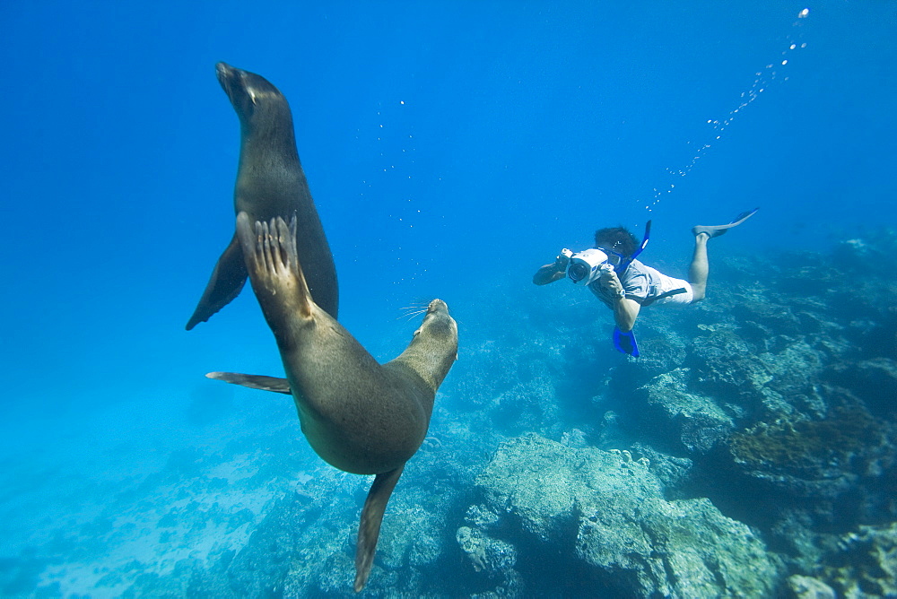 Galapagos sea lion (Zalophus wollebaeki) being filmed underwater at Champion Islet near Floreana Island in the Galapagos Island Archipeligo, Ecuador. Pacific Ocean